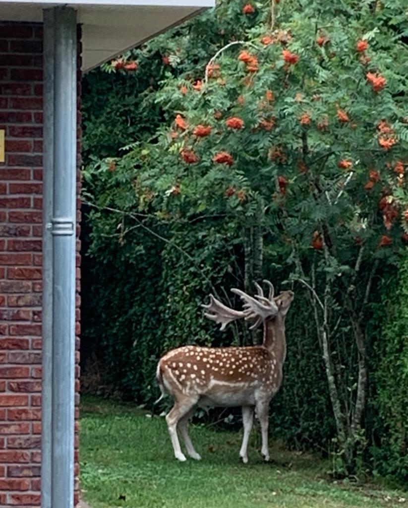 HertintuinPopulierbijlijsterbes