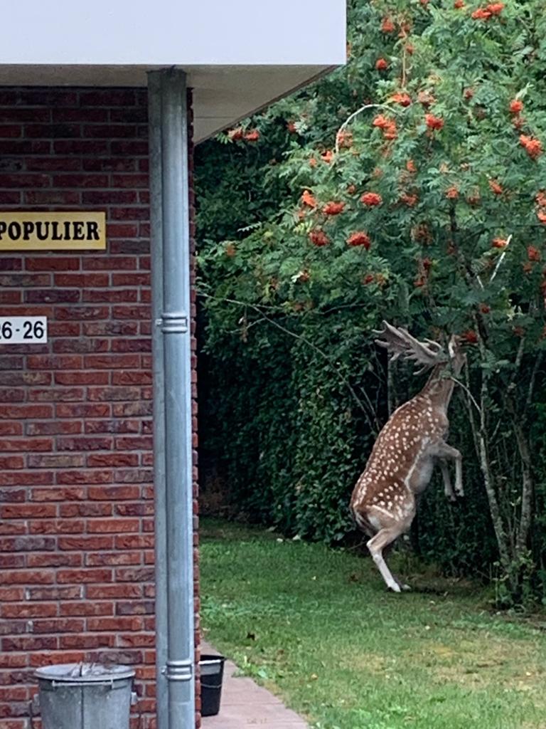 HertintuinPopulierreikendnaarlijsterbes